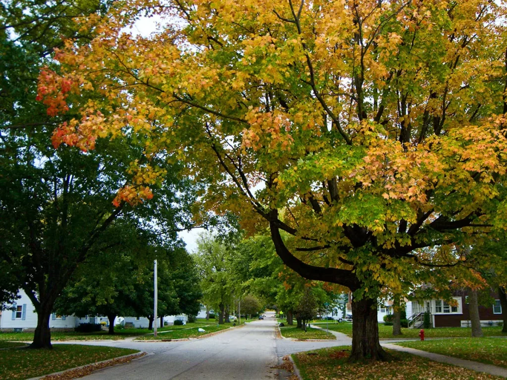 Tree-lined residential street in autumn with green, yellow, and orange fall foliage arching over the road.