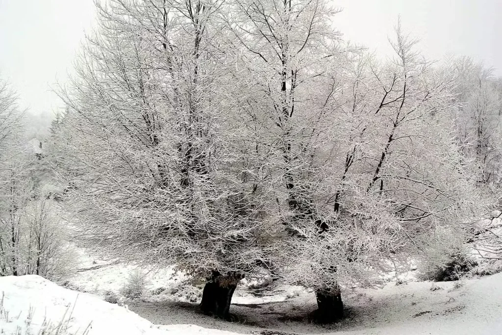 Snow-covered trees in a winter landscape, with frost-coated branches and a white, overcast background creating a calm, wintry scene.