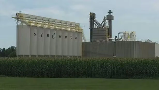 Industrial facility with large white storage tanks labeled “syngenta” behind a tall green crop field, with additional metal structures and piping visible under an overcast sky.