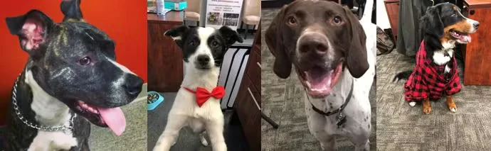 A four-photo collage of dogs indoors: a black-and-white dog panting, a black-and-white puppy wearing a red bow tie, a brown-and-white dog smiling close to the camera, and a black-and-tan dog in a red plaid jacket sitting near a desk.