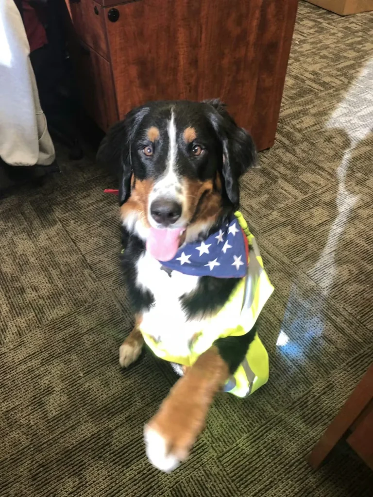A black, white, and tan dog sits on a carpeted office floor with its tongue out, wearing a blue bandana with white stars and a neon yellow safety vest, lifting one paw toward the camera near a wooden cabinet.