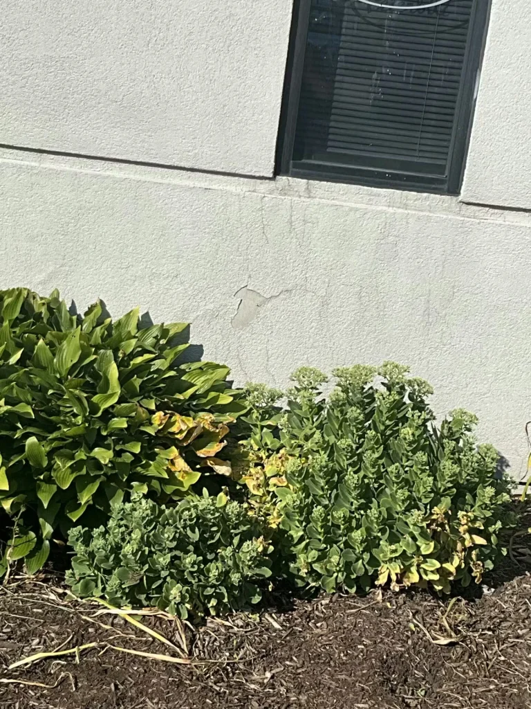 Exterior wall with a small window above a landscaped bed of shrubs and dark mulch.
